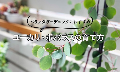 草药胡枝子-胡枝子十大功效-胡枝子苗图片,中国胡枝子苗药用网站