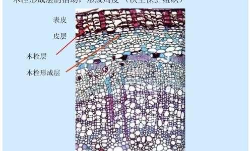 胡枝子十大功效-胡枝子苗图片,中国胡枝子苗药用网站